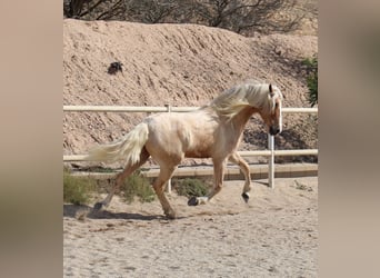 Andalusiër Mix, Ruin, 8 Jaar, 165 cm, Palomino