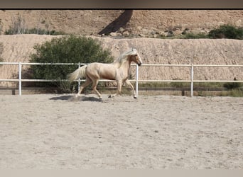 Andalusiër Mix, Ruin, 8 Jaar, 165 cm, Palomino