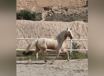 Andalusiër Mix, Ruin, 8 Jaar, 165 cm, Palomino