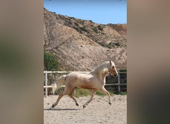 Andalusiër Mix, Ruin, 8 Jaar, 165 cm, Palomino