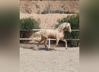 Andalusiër Mix, Ruin, 8 Jaar, 165 cm, Palomino