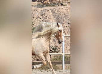 Andalusiër Mix, Ruin, 8 Jaar, 165 cm, Palomino