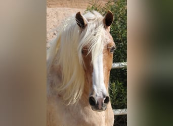 Andalusiër Mix, Ruin, 8 Jaar, 165 cm, Palomino