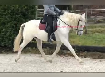 Andalusiër, Ruin, 8 Jaar, Schimmel