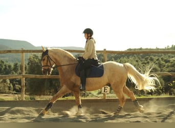 Andalusiër, Ruin, 9 Jaar, 153 cm, Palomino