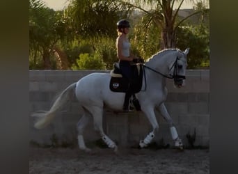 Andalusiër, Ruin, 9 Jaar, 170 cm, Schimmel