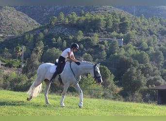 Andalusiër, Ruin, 9 Jaar, 170 cm, Schimmel
