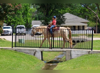 Andalusiër, Ruin, 9 Jaar, Champagne