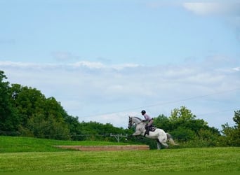 Andalusiër Mix, Ruin, 9 Jaar, Schimmel