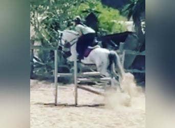 Andalusier, Sto, 12 år, 145 cm, Gråskimmel