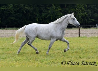 Andalusier, Stute, 13 Jahre, 162 cm, Schimmel