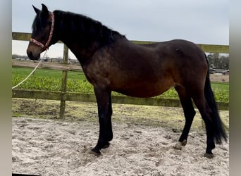 Andalusier, Sto, 14 år, 163 cm, Mörkbrun