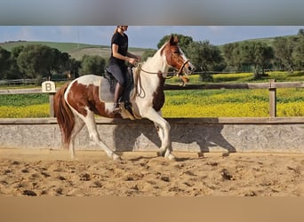 Andalusier, Sto, 16 år, 156 cm, Pinto