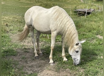 Andalusier, Sto, 16 år, 165 cm, Grå