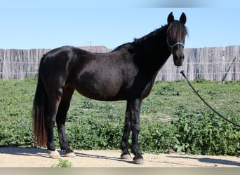 Andalusier, Sto, 17 år, 157 cm, Rökfärgad svart