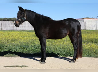Andalusier, Sto, 17 år, 157 cm, Rökfärgad svart