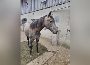 Andalusier, Sto, 1 år, 150 cm, Grå-röd-brun