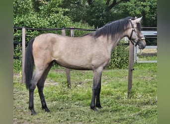 Andalusier, Sto, 1 år, 160 cm, Braunfalbschimmel