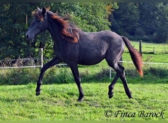 Andalusier, Sto, 1 år, 160 cm, Grå-mörk-brun