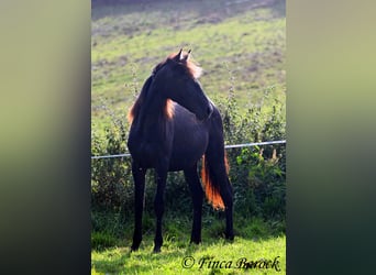Andalusier, Sto, 1 år, 160 cm, Grå-mörk-brun