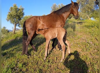 Andalusier Blandning, Sto, 1 år, 160 cm, Ljusbrun