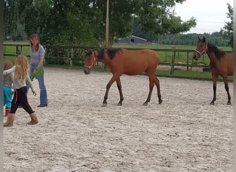 Andalusier Blandning, Sto, 1 år, 160 cm, Ljusbrun