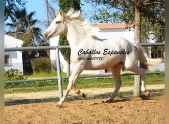 Andalusier, Sto, 2 år, 153 cm, Cremello