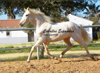 Andalusier, Sto, 2 år, 153 cm, Cremello