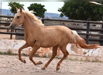 Andalusier, Sto, 2 år, 156 cm, Palomino