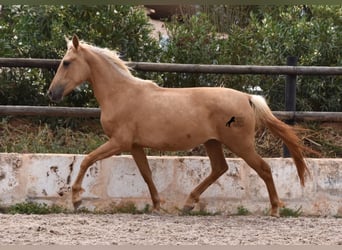 Andalusier, Sto, 2 år, 156 cm, Palomino