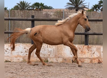 Andalusier, Sto, 2 år, 156 cm, Palomino