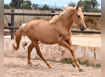 Andalusier, Sto, 2 år, 156 cm, Palomino