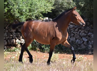 Andalusier, Sto, 2 år, 160 cm, Brun