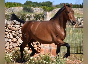 Andalusier, Sto, 2 år, 160 cm, Brun