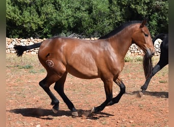 Andalusier, Sto, 2 år, 160 cm, Brun