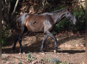 Andalusier, Sto, 2 år, 160 cm, Svart