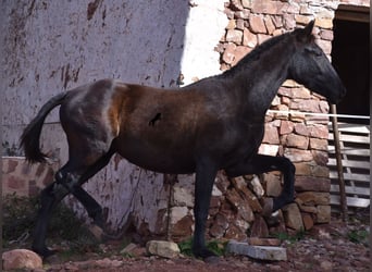 Andalusier, Sto, 2 år, 160 cm, Svart