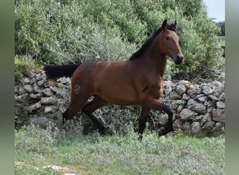 Andalusier, Sto, 2 år, 162 cm, Brun