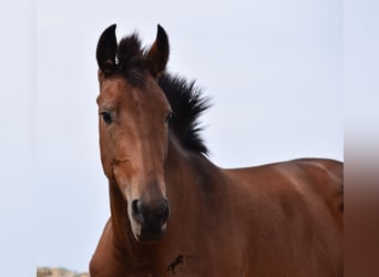 Andalusier, Sto, 2 år, 162 cm, Brun