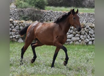 Andalusier, Sto, 2 år, 162 cm, Brun