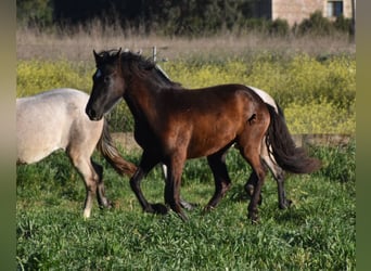 Andalusier, Sto, 2 år, 170 cm, Svart