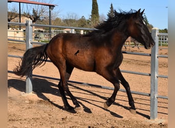 Andalusier, Sto, 2 år, 170 cm, Svart