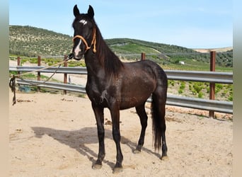 Andalusier, Sto, 3 år, 145 cm, Svart