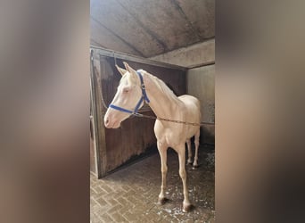 Andalusier, Sto, 3 år, 154 cm, Cremello