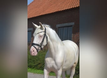 Andalusier, Sto, 3 år, 154 cm, Cremello