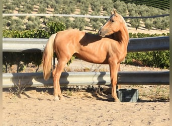 Andalusier, Sto, 3 år, 154 cm, Palomino