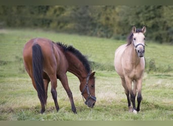 Andalusier, Sto, 3 år, 155 cm, Black