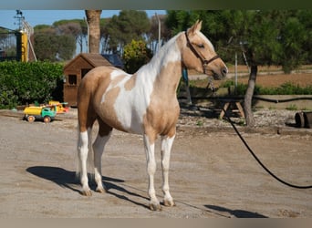 Andalusier, Sto, 3 år, 157 cm, Pinto