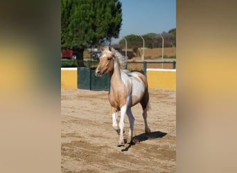 Andalusier, Sto, 3 år, 157 cm, Pinto