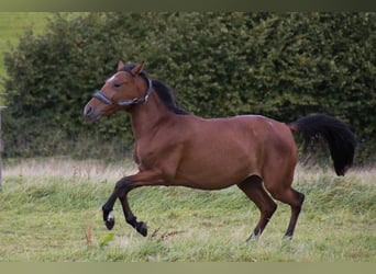 Andalusier, Sto, 3 år, 160 cm, Brun